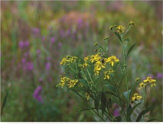 Kurt Shaffer Photographs August Wildflowers in the Marsh Canvas Art - 36.5 x 48