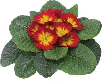 Primula Seeds Optic Scarlet Flame 50 Primrose