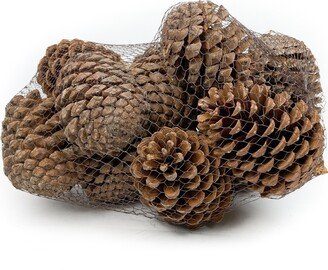 Pine Cone Maritima Natural - 12 Pieces - Pack Of 2 - N/A