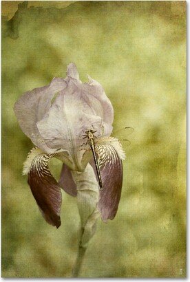 Jai Johnson 'Vintage Iris And Dragonfly' Canvas Art - 32 x 22 x 2