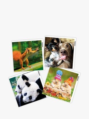 Woodmansterne Funny Animals Blank Greeting Cards