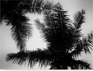 Debra Van Swearingen Palm Tree Looking Up I Canvas Art - 20 x 25
