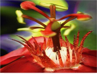 Dana Brett Munich Red Water Lilly Canvas Art - 15.5 x 21