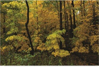 Kurt Shaffer Photographs Autumn in the Rain Canvas Art - 27 x 33.5