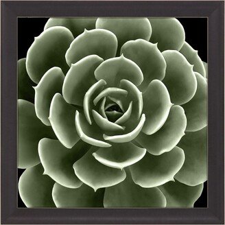 Paragon Picture Gallery Green Succulent Iv Framed Art
