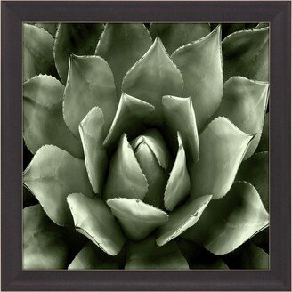 Paragon Picture Gallery Green Succulent Ii Framed Art