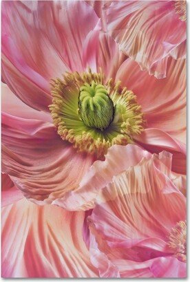 Cora Niele 'Cerise Pink Poppy' Canvas Art - 19 x 12 x 2