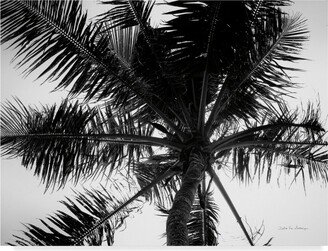 Debra Van Swearingen Palm Tree Looking Up Iii Canvas Art - 20 x 25