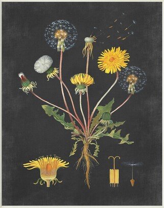 Botanical Drawing Dandelion On Black Design Wall Plaque Art, 10 x 15