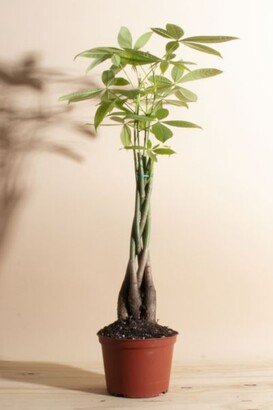 Home Botanicals Pachira Aquatica Money Tree' House Plant in 6 Grow Pot