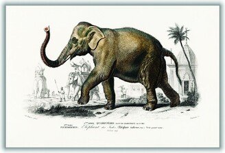 Stanley Print House Asiatic Elephant