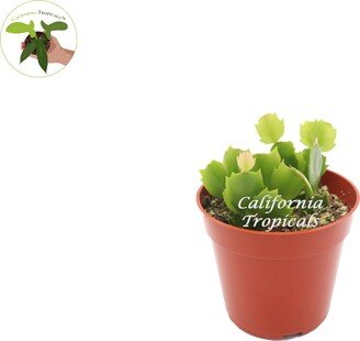 Salmon Christmas Cactus - 4'' From California Tropicals