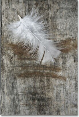 Cora Niele 'White Feather on Wood' Canvas Art - 19 x 12 x 2