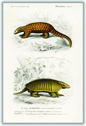 Stanley Print House Yellow Armadillo And Indian Pangolin