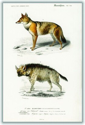 Stanley Print House Golden Jackal And Striped Hyena Print