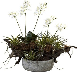 Orchid and Succulent Garden w/ Driftwood and Decorative Vase - White/green