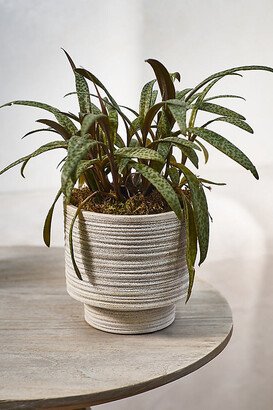 Ridged Texture Footed Planter, 5.5