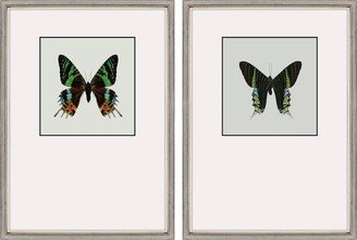 Paragon Picture Gallery Great Butterfly I Framed Art, Set of 2