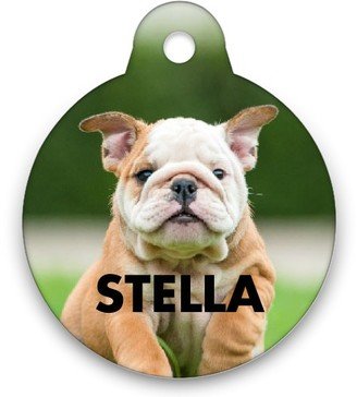 Pet Tags: Photo Gallery Circle Pet Tag, Multicolor