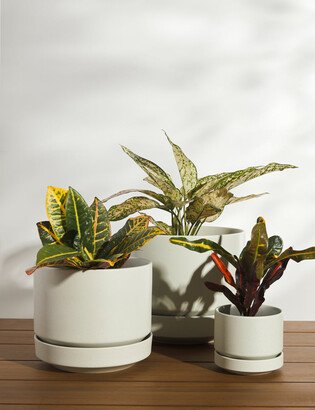 Lulu and Georgia Ceramic Indoor / Outdoor Planter by LBE Design