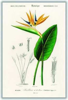 Stanley Print House Bird Of Paradise