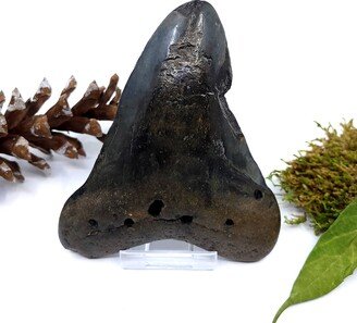 Megalodon Tooth-AA