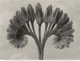 Karl Blossfeldt Ua Ch Blossfeldt Botanical Vii Canvas Art - 20 x 25