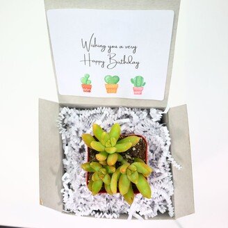 Wishing You A Very Happy Birthday | Live Succulents Gifts For Plant Lovers Succulent Planters Wedding Baby Shower Party Favor Gift