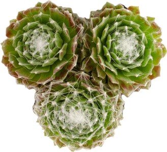 Cobweb Houseleek | 4 Inch Spider Web Hens & Chicks Live Succulent Drought Tolerant