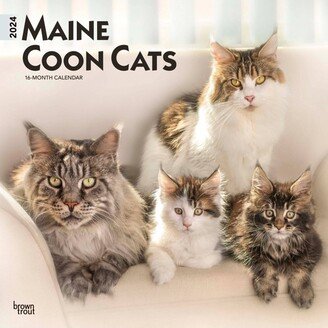 Browntrout 2024 Wall Calendar 12x12 Maine Coon Cats