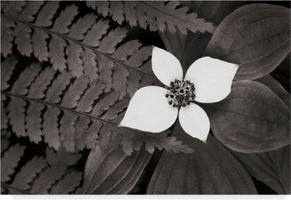 Alan Majchrowicz Bunchberry and Ferns Ii Bw Canvas Art - 37 x 49