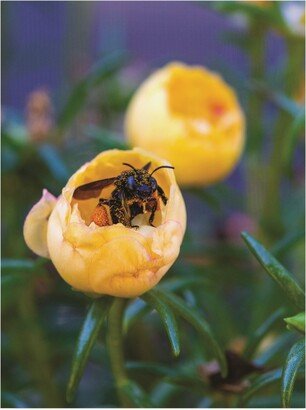 Kurt Shaffer Photographs Happy Bee Covered in Pollen Canvas Art - 15.5 x 21