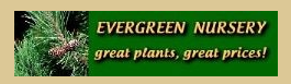 Evergreen Nursery Promo Codes & Coupons