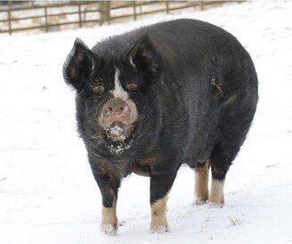 Kevin Milner Snowy Pig Christmas Card
