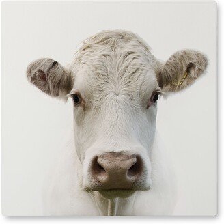 Photo Tiles: Inquisitive Cow Photo Tile, Metal, 8X8, White