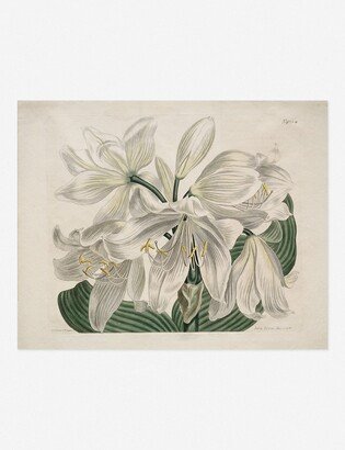 Lulu and Georgia White Cape - Coast Lily Print by Sydenham Edwards