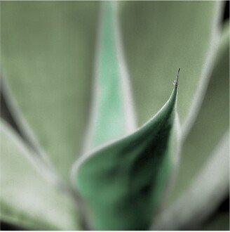 Alan Blaustein Agave #5 Canvas Art - 15.5 x 21