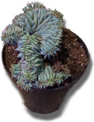 Blue Elite Crested Myrtillocactus Geometrizans - Cactus