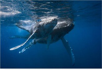 Barathieu Gabriel Humpback Whale Photography Canvas Art - 20 x 25