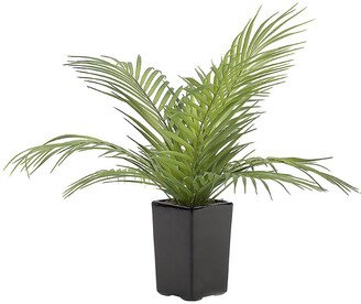 Areca Palm Fronds in Ceramic Planter