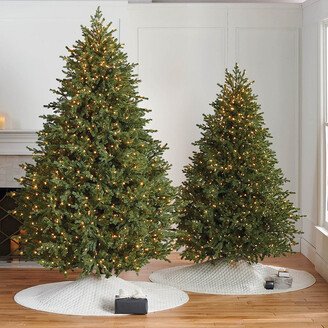 Westchester Fir Tree