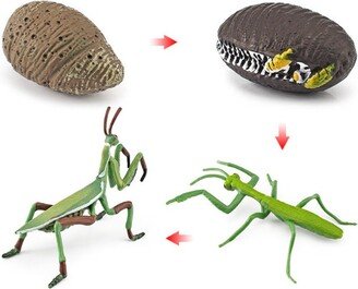 Praying Mantis - Life Cycle Pvc Model Toy, Around 4-8cm-Nature History Education, Kids Gift, Collection, Insect