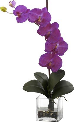 Giant Phalaenopsis Orchid w/Vase Arrangement