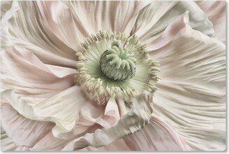 Cora Niele 'Pink Poppy' Canvas Art - 32 x 22 x 2