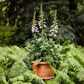 Tapered Terracotta Planter