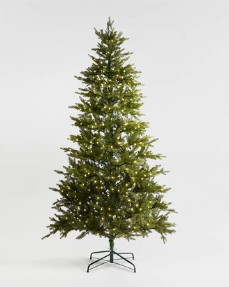 Colorado Green Spruce Christmas Tree