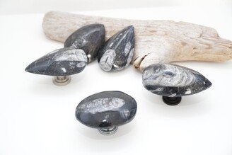 Orthoceras Fossil Cabinet Knobs - Set Of 5