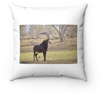 Young Sable Bull Pillow - Throw Custom Cover Gift Idea Room Decor