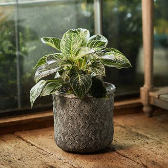 Herringbone Woven Basket Planter, 11