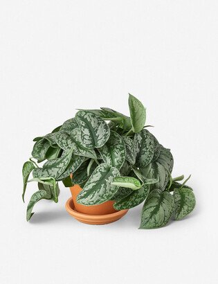 Lulu and Georgia Live Pothos Plant (Silver Splash)